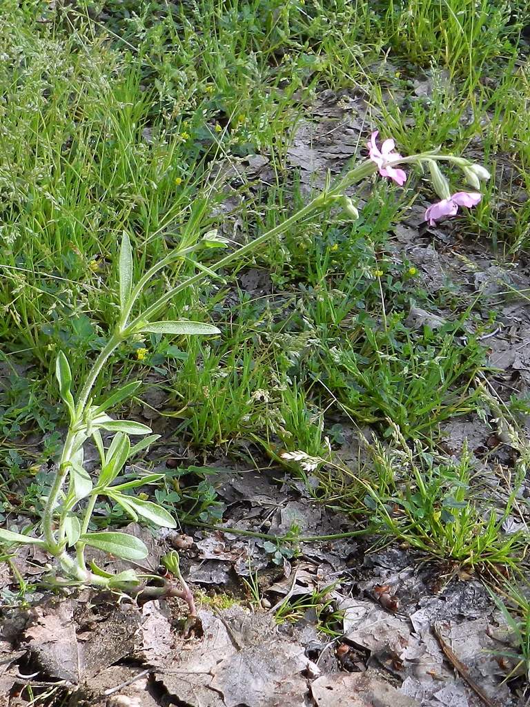 Silene gr. colorata